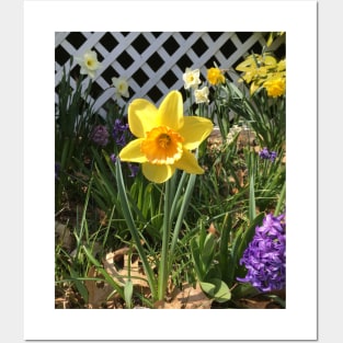 Yellow and Orange Daffodil With Friends Posters and Art